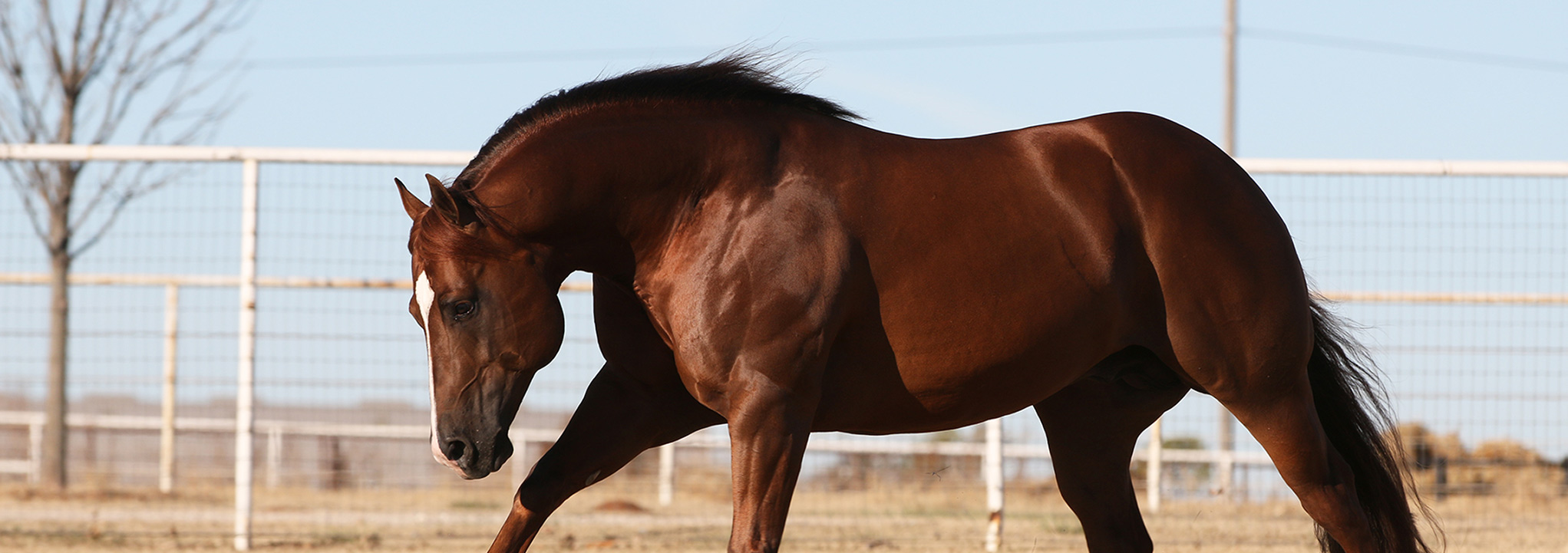 About Silver Spurs Australia